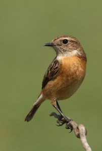 Saxicola torquatus common stonechat female perched on a branch