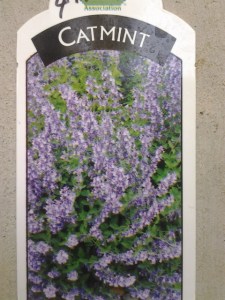 catmint