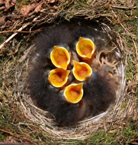 baby birds