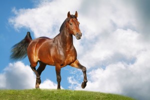 horse in field